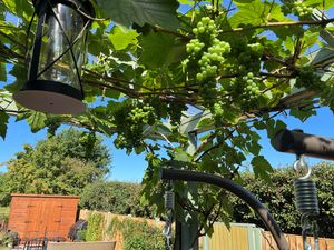 Grape Vines from the Summer- click for photo gallery